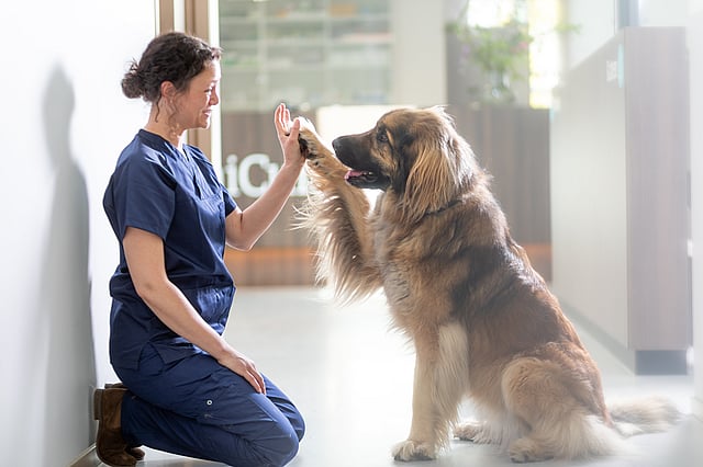 Equipo AniCura Canis i Felis Centro Veterinario