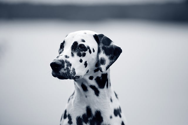 Un perro con manchas negras.