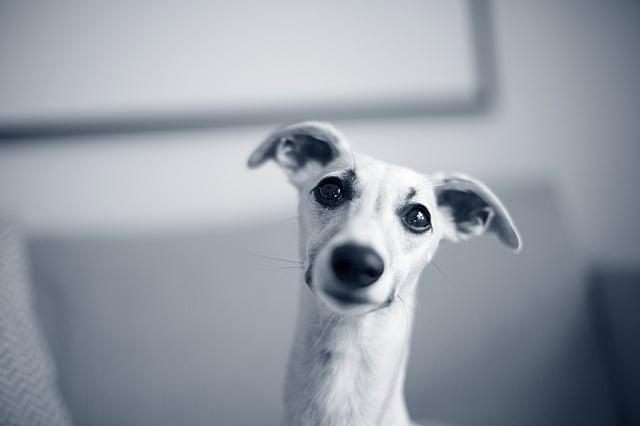 Un perro mirando a la cámara.