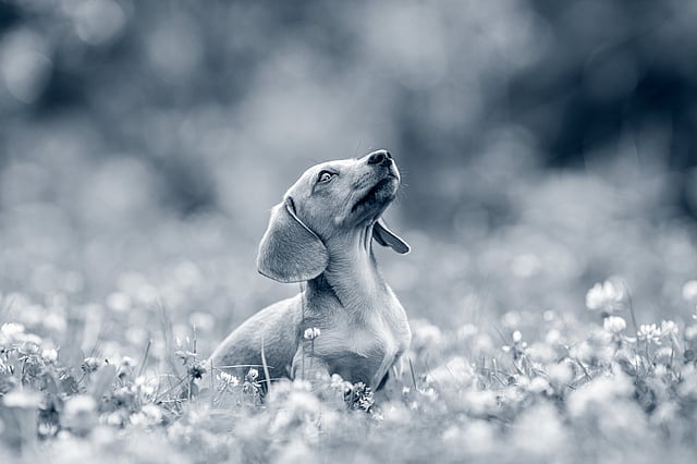 Un perro sentado en un campo de flores.