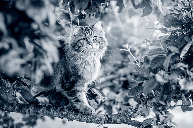 gato Siberiano