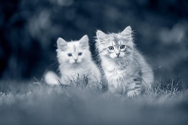 Dos gatos en la hierba.