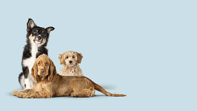 Un grupo de perros acostados.