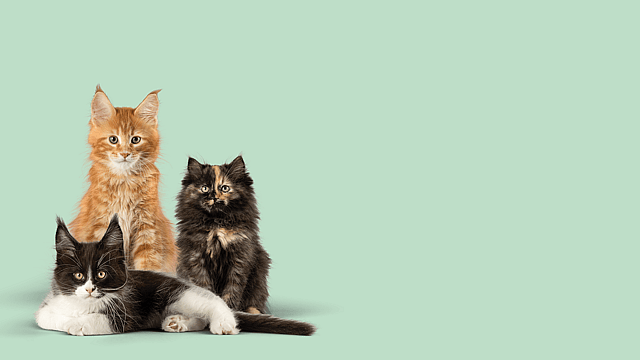 Un grupo de gatos sentados juntos.