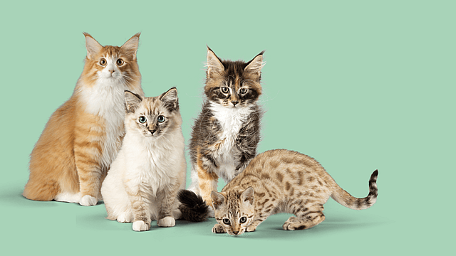 Un grupo de gatos sentados juntos.