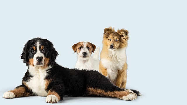 Un grupo de perros sentados juntos.