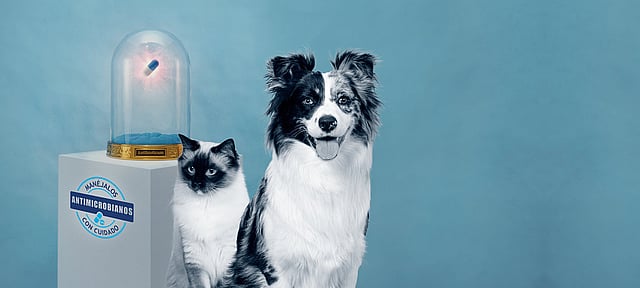Un perro y un gato sentados uno al lado del otro.