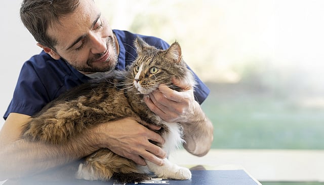 Una persona sosteniendo un gato.