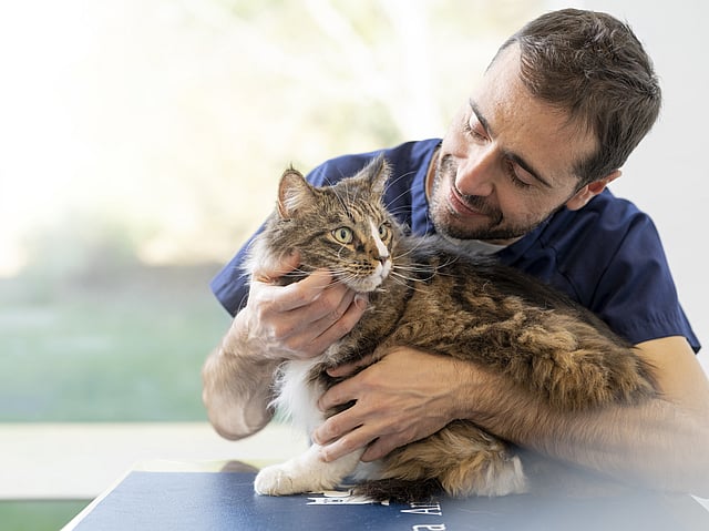 Una persona sosteniendo un gato.