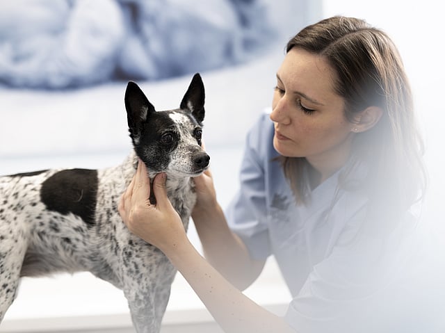 Una persona sosteniendo a un perro.