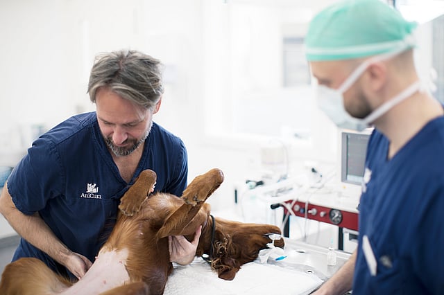 Un grupo de médicos veterinarios examinando a un perro.