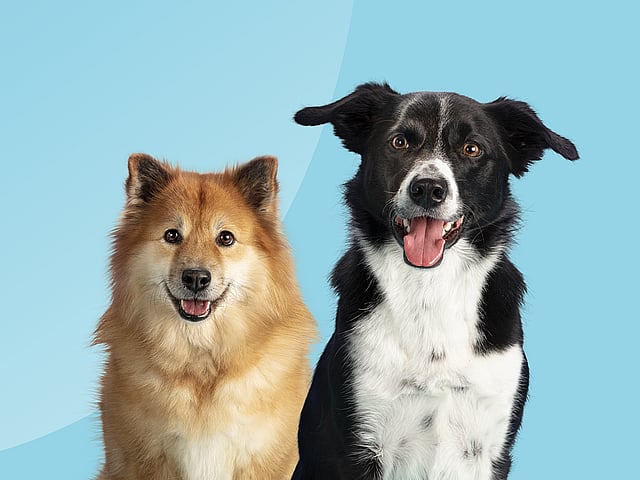 Un primer plano de dos perros.