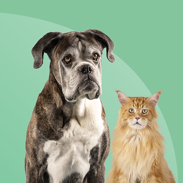 Un perro y un gato mirando a la cámara.