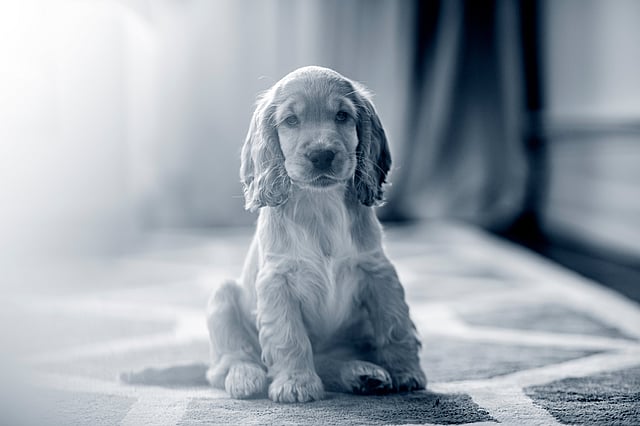 Un cachorro sentado en una alfombra.
