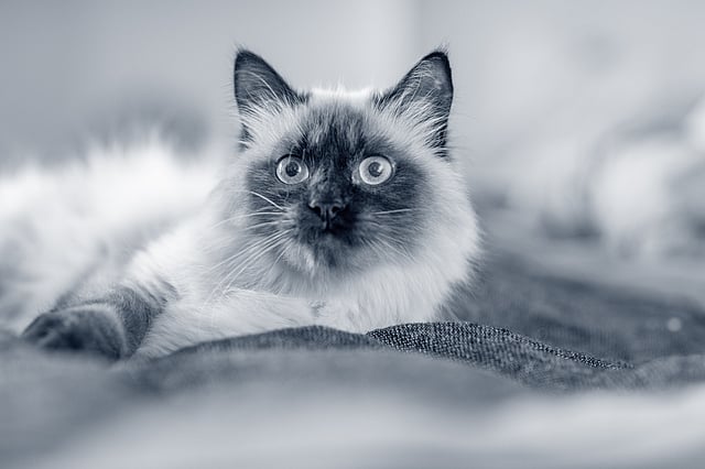 Un gato acostado sobre una manta.