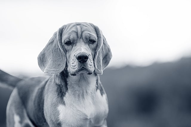 Un perro mirando a la cámara.
