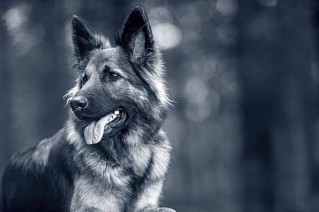 Un perro con la lengua fuera.