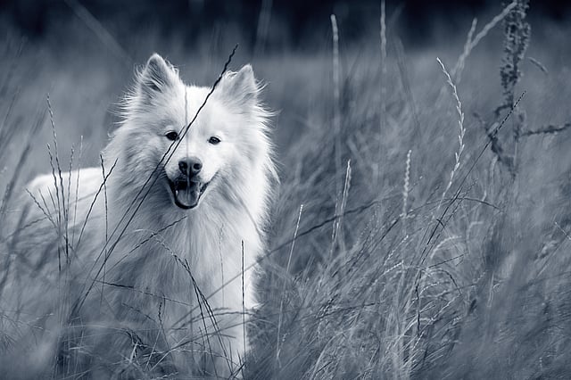 Un perro parado en la hierba alta.