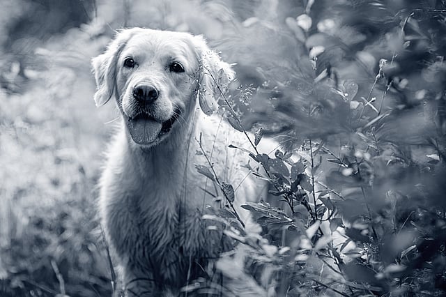 Un perro parado en un campo.