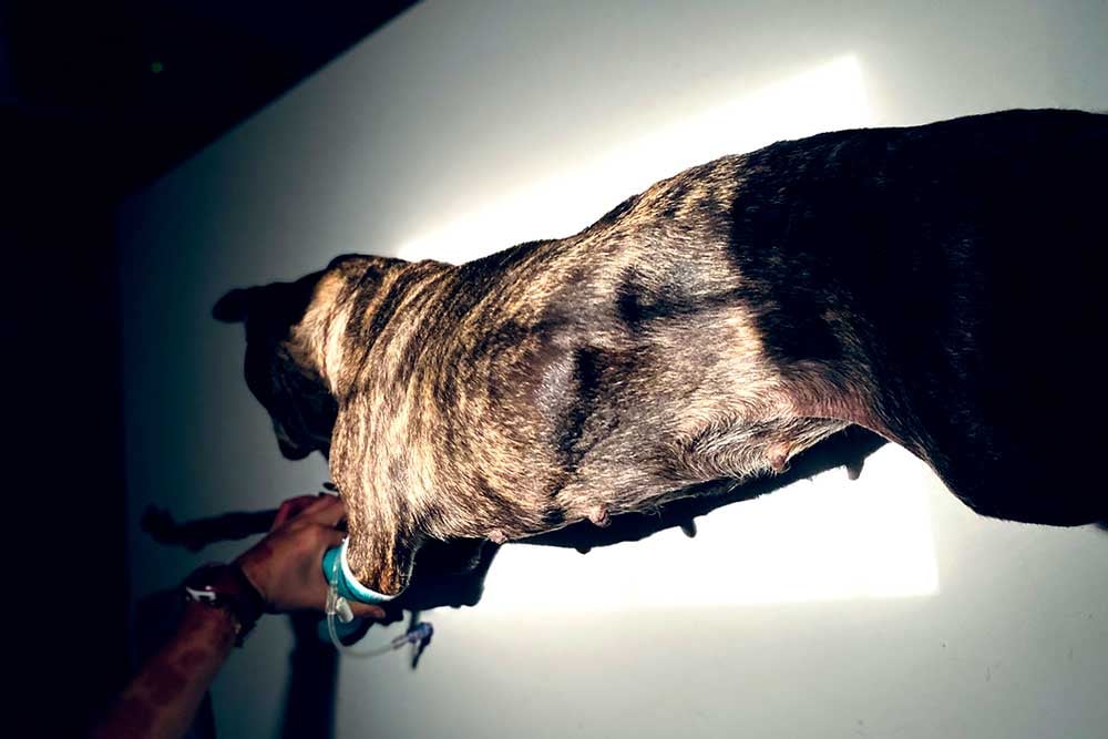 Un perro parado en una pared blanca.