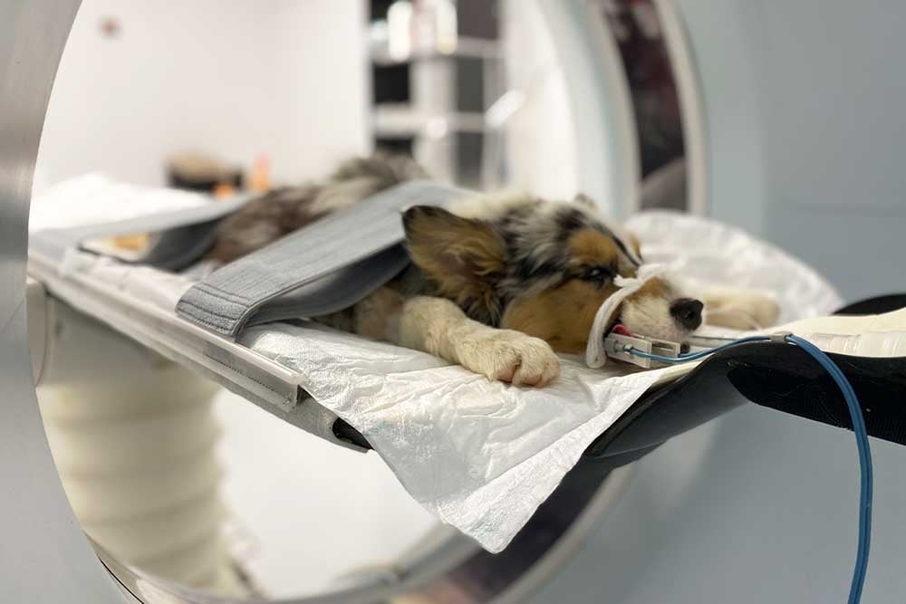 Un perro acostado en una silla médica.