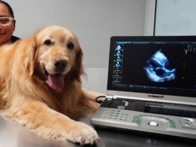 Un perro mirando una computadora portátil.