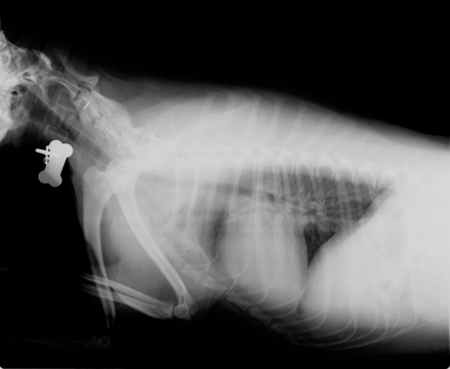Radiografía de un gato.
