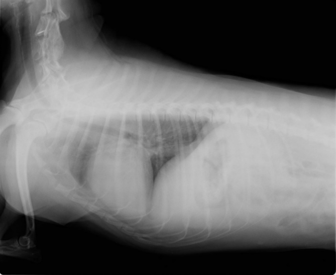 Radiografía de un perro.