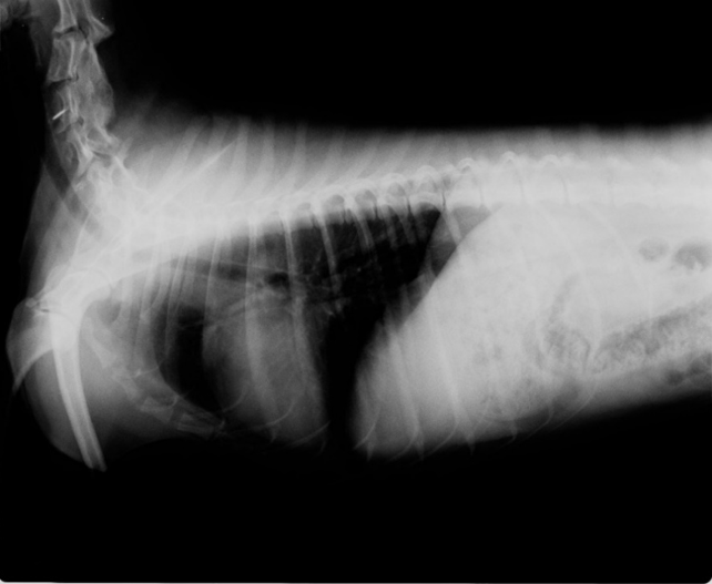 Radiografía de un perro.