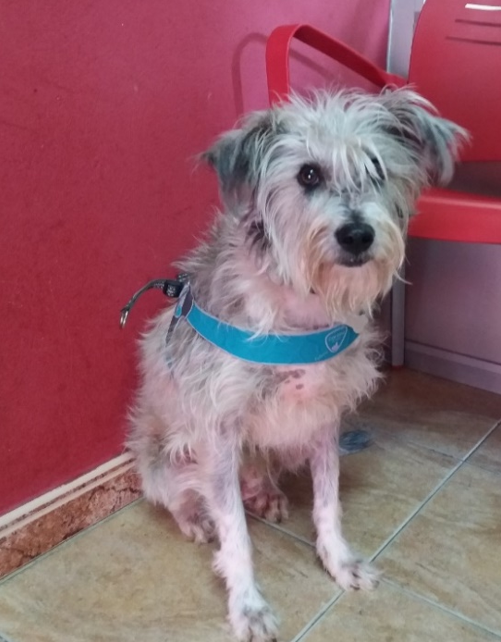 Un perro sentado en un suelo de baldosas.