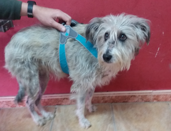 Un perro con un arnés.