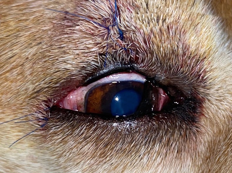 Un primer plano de un ojo.