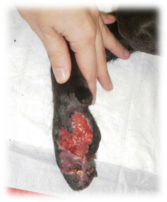 Una mano sosteniendo una herida en la pata de un perro.